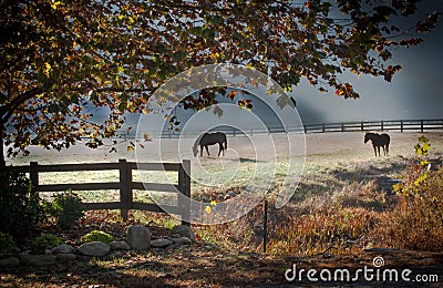 Two stalion horses graze in early morming mist Stock Photo