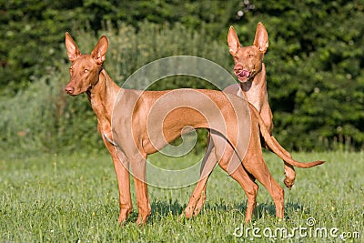 Two standing dogs in a meadow - Pharaoh Hound Stock Photo