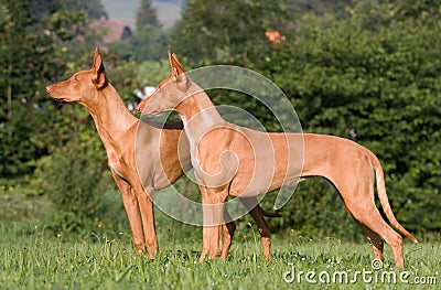 Two standing dogs in a meadow - Pharaoh Hound Stock Photo