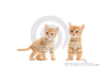 Two standing ginger turkish angora baby cats Stock Photo