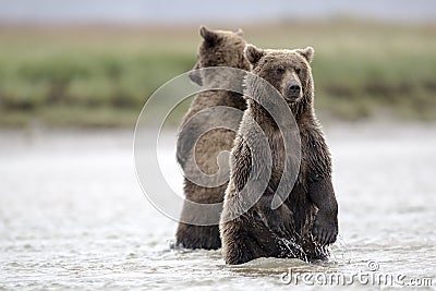 Two standing Grizzly cubs looking for Salmons in a creek. Stock Photo