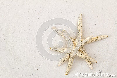 Two star fish, known as sea stars, on white fine sand beach back Stock Photo