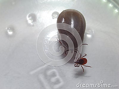 Two states of bloodsucking ticks Ixodida compared to each other. Stock Photo