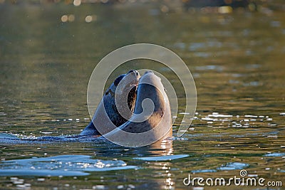 Two Stellar sea lions go face to face in Sooke Harbour while swimming Stock Photo