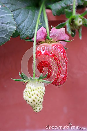Two strawberries, one is mature and one is white Stock Photo