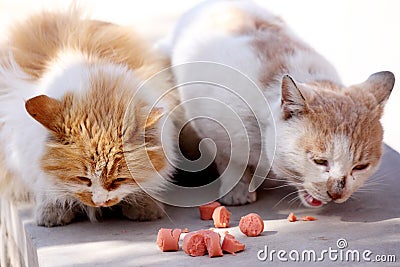 Two stray cats are devouring their meal. Stock Photo