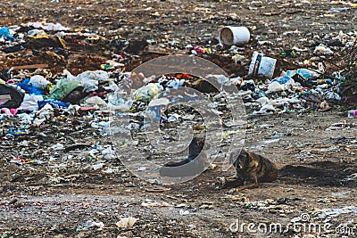 Dangerous stray dogs in big cities Editorial Stock Photo