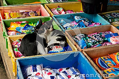 Two stray kitten cates sleeping in a crate of cleaning products and detergents, Nyaung shwe market Editorial Stock Photo