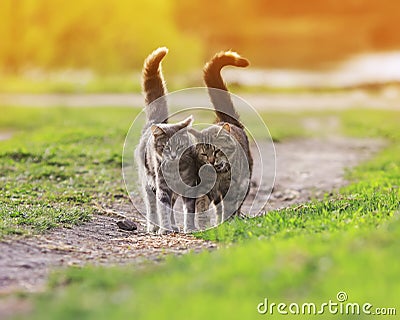 Two striped friendly funny cats love walking on a green meadow i Stock Photo