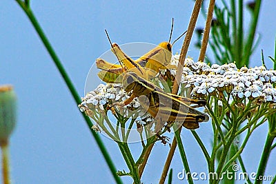 Two Striped Grasshopper & x28;Melanoplus bivittatus& x29; resting on plants Western USA Stock Photo