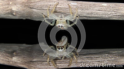 Two-striped jumperTelamonia dimidiata on a branch Stock Photo