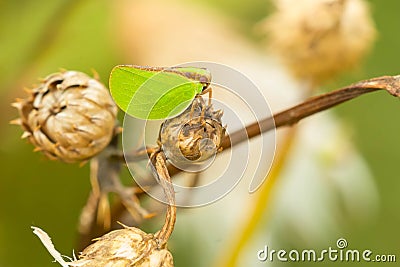 Two-striped Planthopper - Acanalonia bivittata Stock Photo