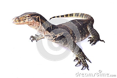 Two-striped water monitor Varanus salvator bivittatus Stock Photo