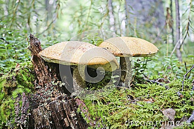 Two strong red-capped scaber stalk Leccinum aurantiacum mushrooms. Edible bolete mushrooms grew among moss Stock Photo