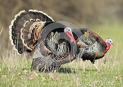 Two Strutting Turkeys Stock Photo