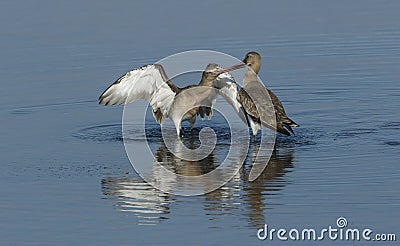 Two stunning Black-tailed Godwit Limosa limosa fighting. Stock Photo