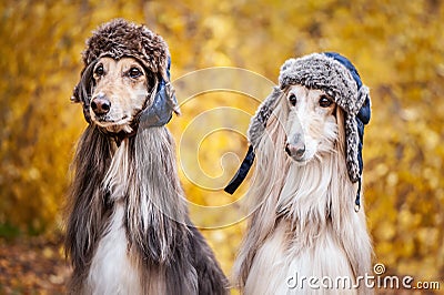 Two stylish Afghan hounds, dogs, in funny fur hats Stock Photo