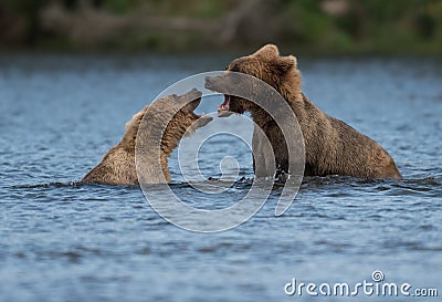 Two Alaskan brown bears playing Stock Photo