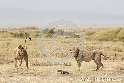 Two sub adult male African Lions playing with a Monitor Lizard, Serengeti National Park, Tanzania Stock Photo