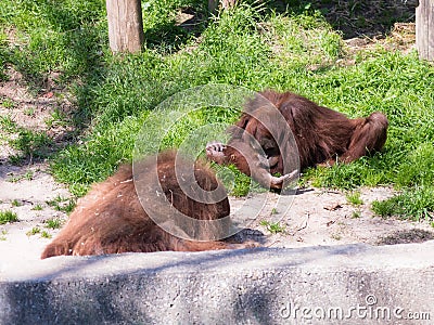 Two Sumatran orangutans Pongo Abelii play on the ground in the sunny day Stock Photo