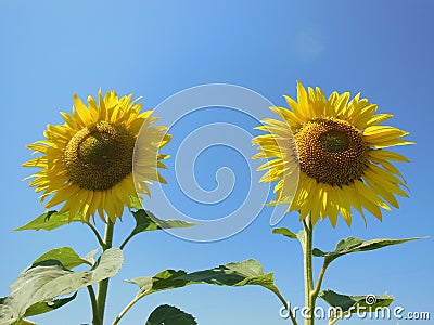 Two sunflowers Stock Photo