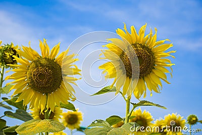 Sunflower field Stock Photo