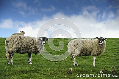 Two Swaledale Ewes Stock Photo