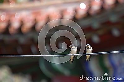 Two swallow birds Stock Photo