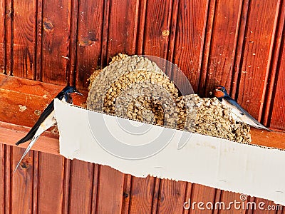 Two Swallows Perched Outside Their Mud Pellet Nest Stock Photo