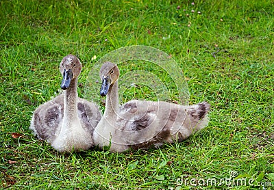 Two swan chicks sitting on the grass Stock Photo
