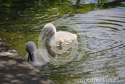 Two swan chicks in the water Stock Photo