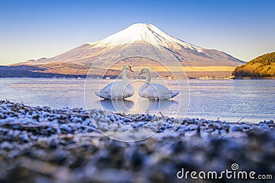 Two Swan in the Yamanaka Lake with Fuji Mountain background Stock Photo