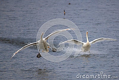 Young Swan is landing Stock Photo