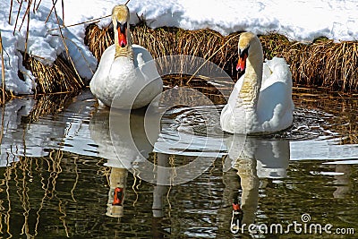 Two swans on a lake in winter Stock Photo