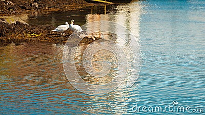 Two swans with little nestlings by river Stock Photo