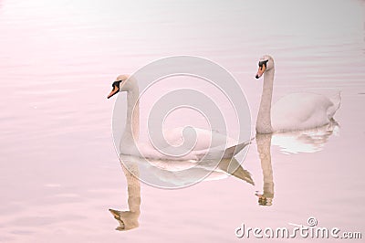 Two swans reflected on lake Stock Photo