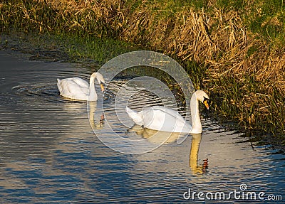 Two swans on a river with reflection and golden sun glow Stock Photo