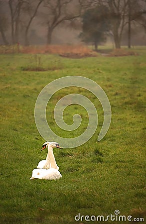 Two swans, settled down, close together in wet meadow. Stock Photo