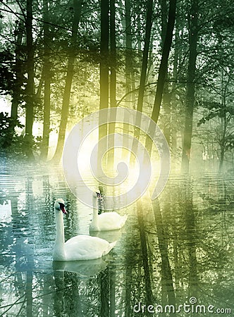 Two swans on a small lake in romantic morning sunrise Stock Photo