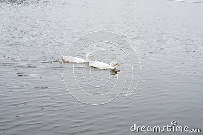 Two swans swimimg Stock Photo