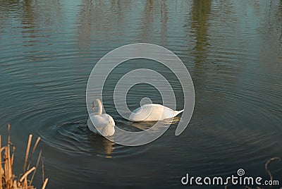 Two swans on the water Stock Photo