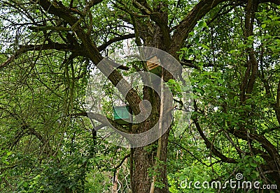 Two swarm traps and bait hives, boxes to attract and catch free honey bees for beekeeping placed on an old wild pear tree above Stock Photo