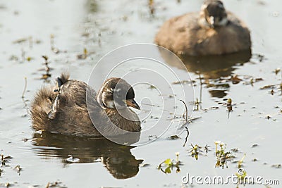 Two cute baby Little Grebe Tachybaptus ruficollis swimming in a lake hunting for food. Stock Photo