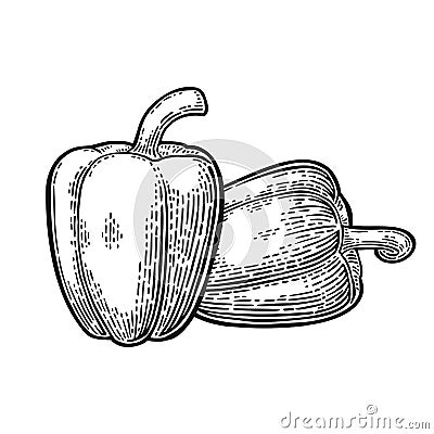 Two sweet bell peppers. Vector vintage engraved illustration Vector Illustration