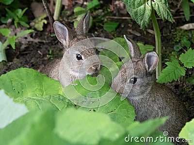 Two sweet, little Bunnys Stock Photo