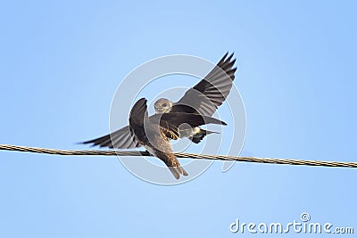 Two swift build relationships on the wires Stock Photo