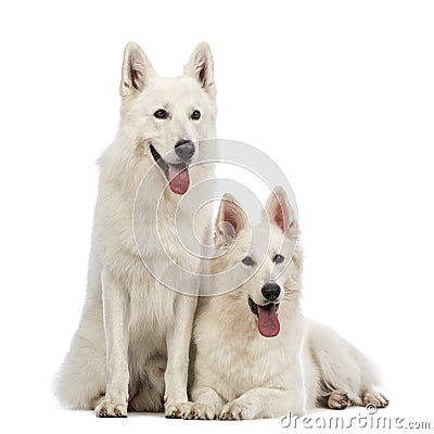 Two Swiss Shepherd dogs, 5 years old, panting, lying and sitting Stock Photo