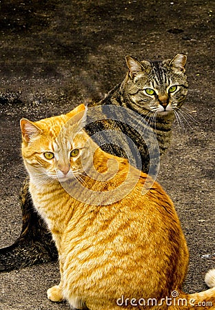 Two Tabby Cats Male And Female Posing Stock Photo