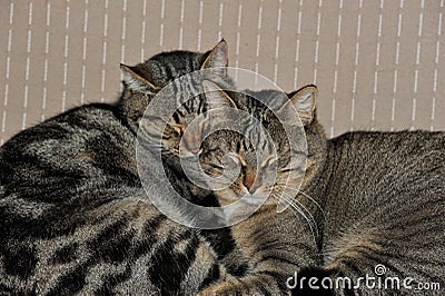 Cats portrait. Two cats huddled against each other Stock Photo