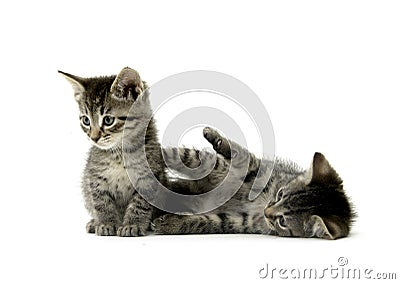Two tabby kittens on white Stock Photo